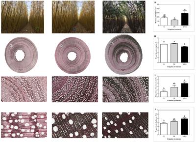 Irrigation with primary wastewater alters wood anatomy and composition in willow Salix miyabeana SX67